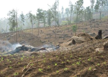 First Webinar on “Alternative Development and the Environment” in COPOLAD III