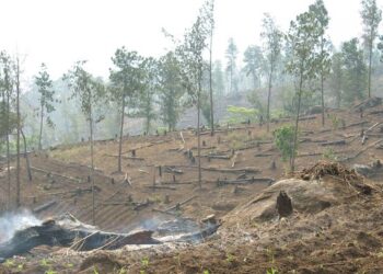 Giz foto 020 mw umwelt ressourcen mngmt forstwirtschaft entwaldung aufforstung