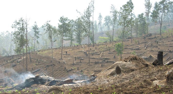 Giz foto 020 mw umwelt ressourcen mngmt forstwirtschaft entwaldung aufforstung