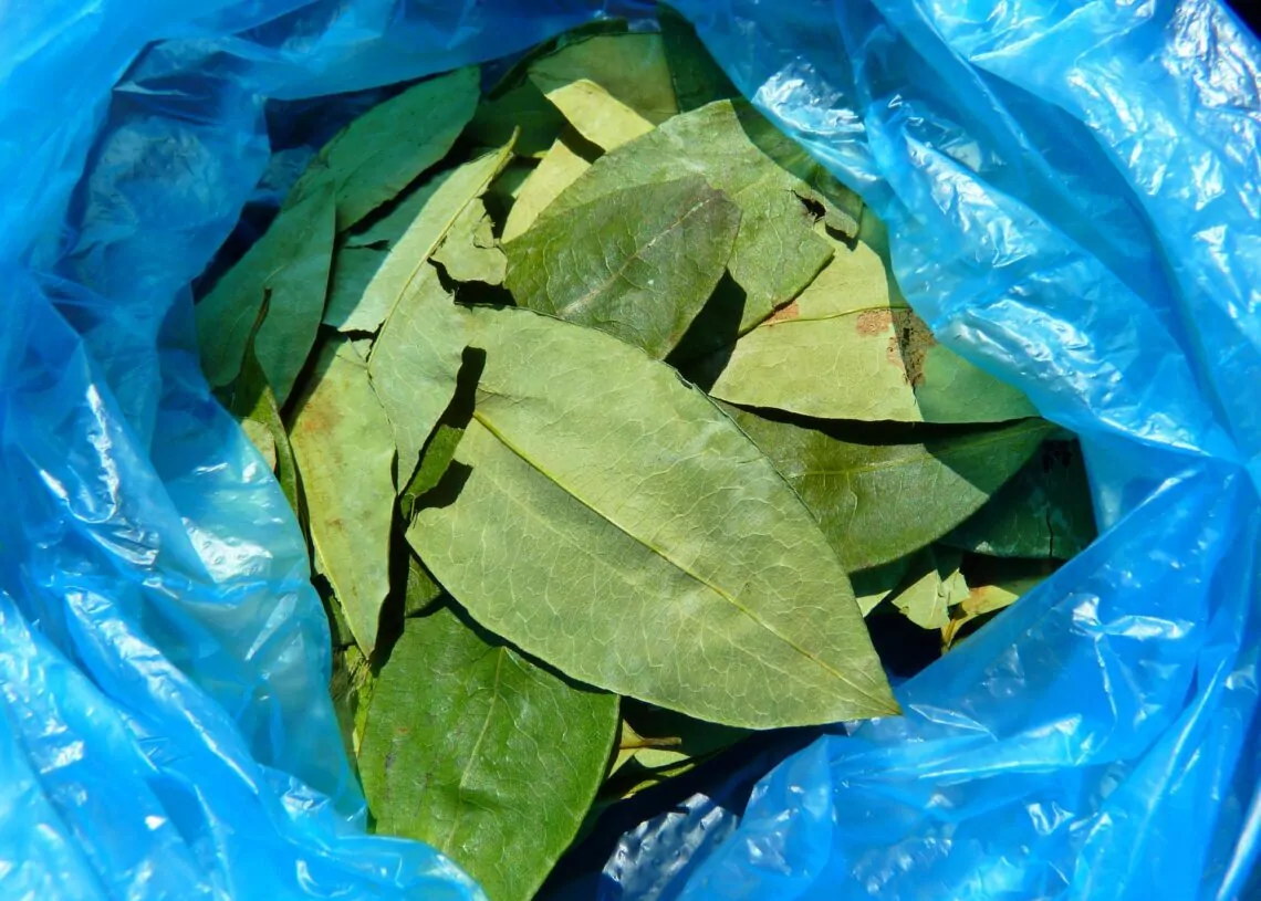 Coca leaves gfea00b0c6 1920