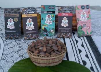 cacao fruto